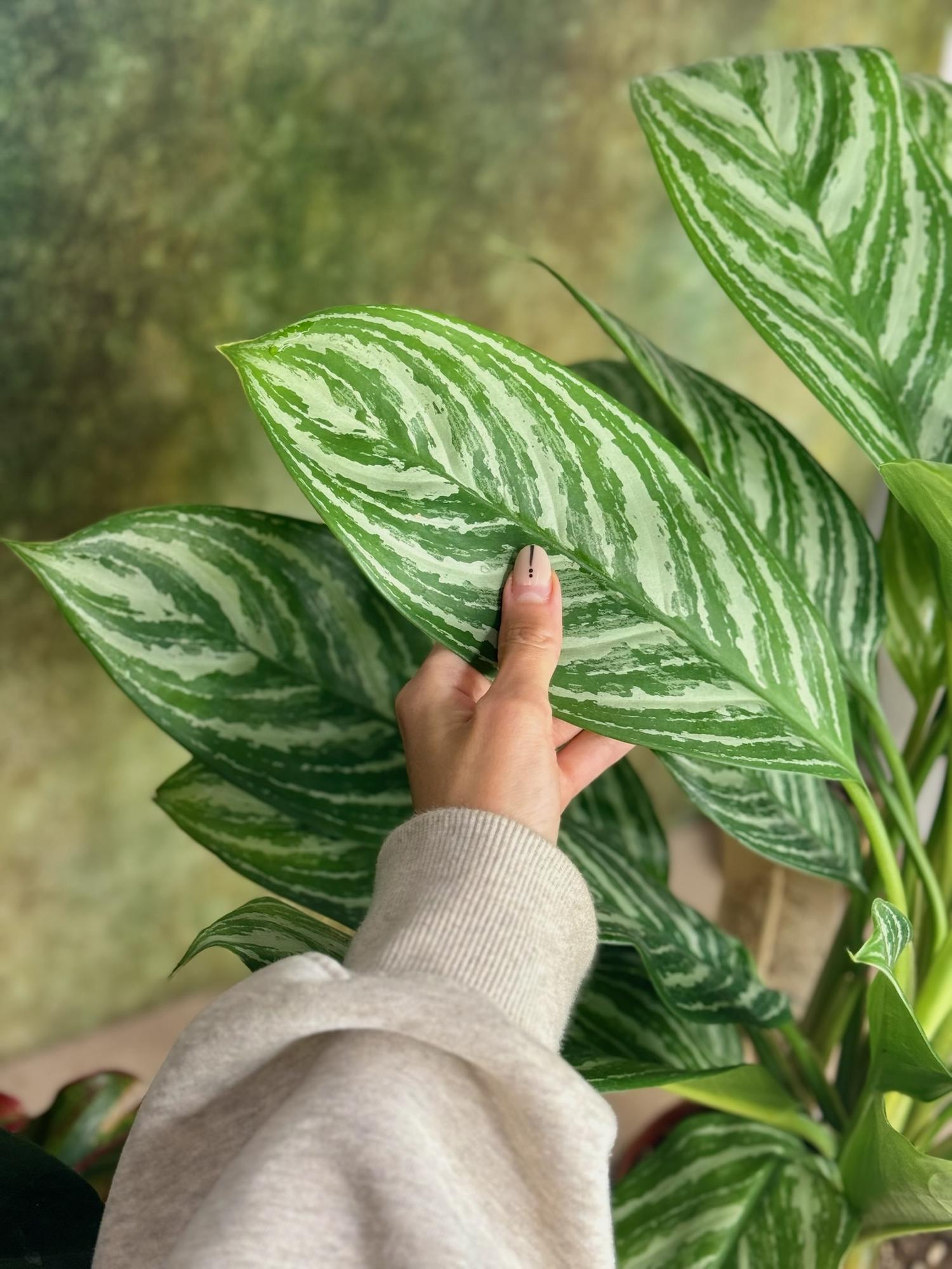 Аглаонема Страйпс