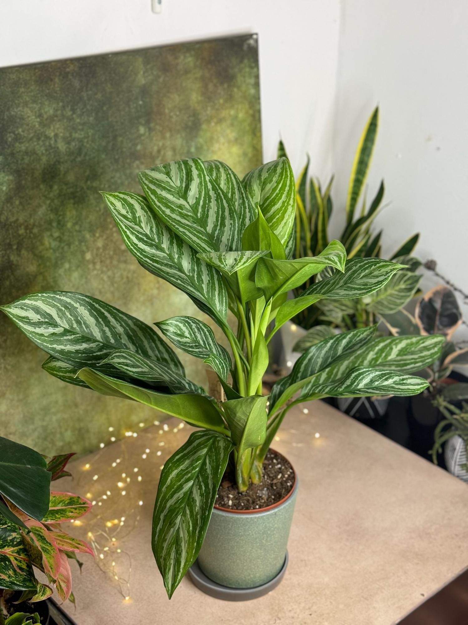 Аглаонема Страйпс