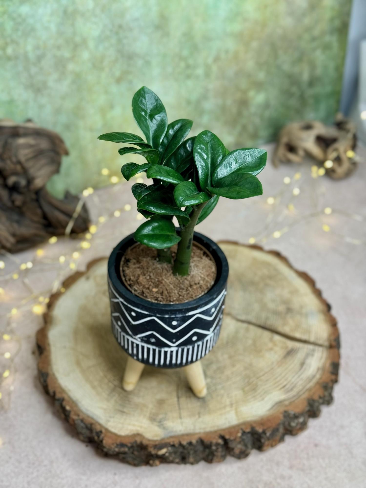 Замиокулькас Зензи