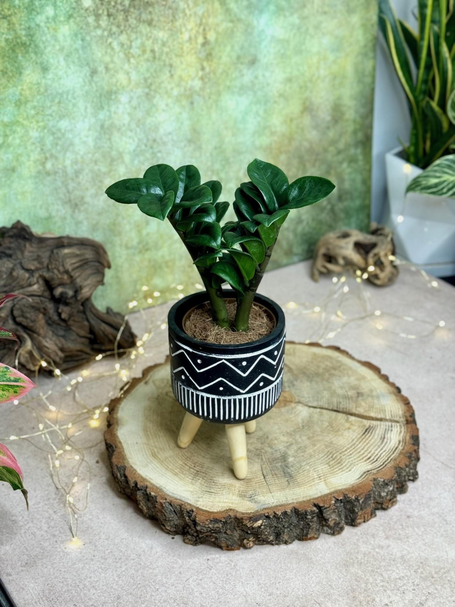 Замиокулькас Зензи