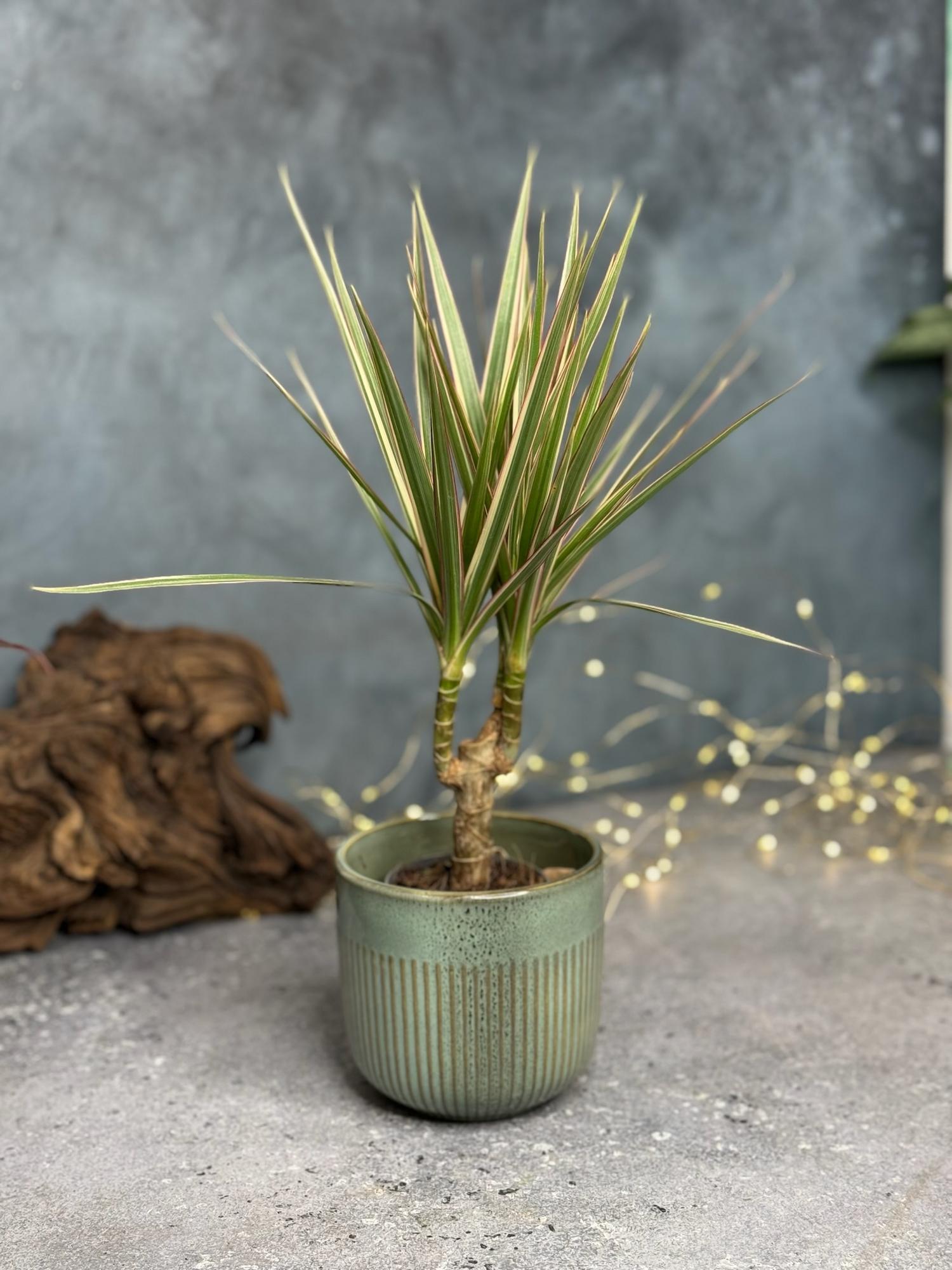 Драцена Маргината Биколор