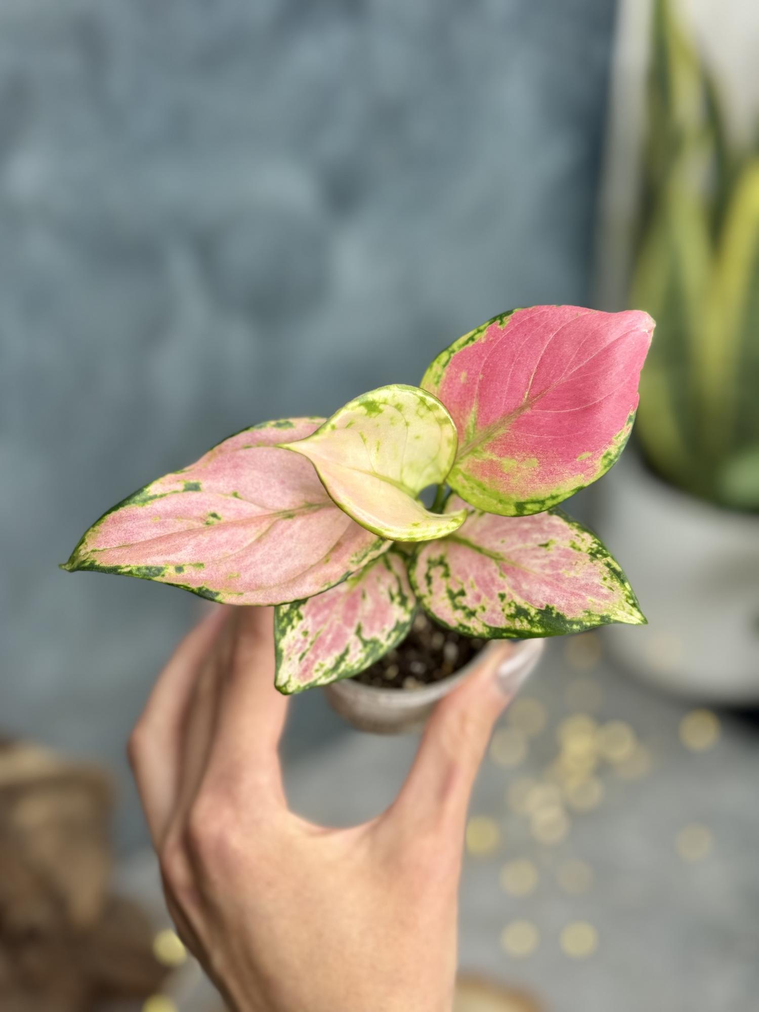 Аглаонема Ред Валентайн 6/11