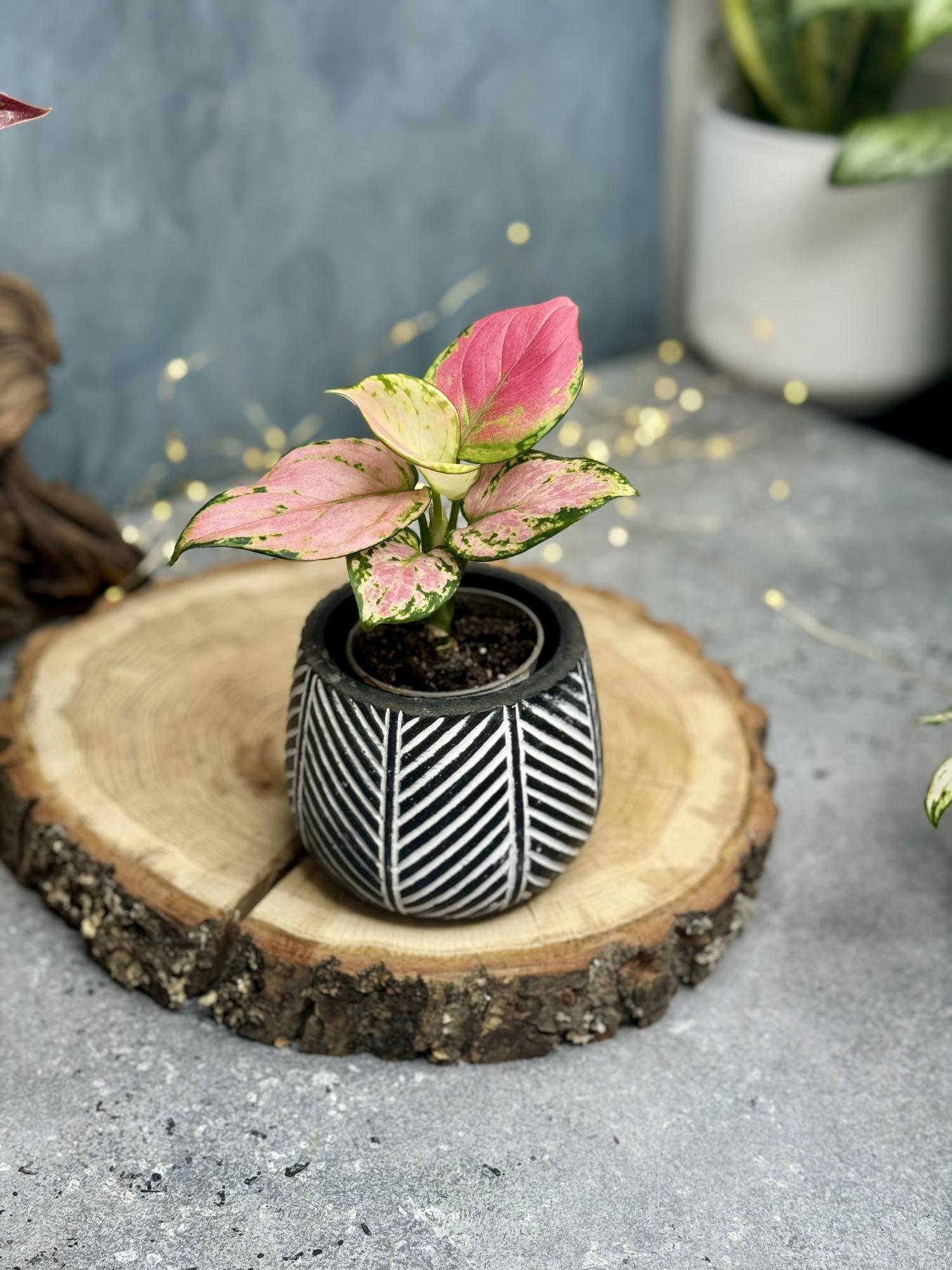 Аглаонема Ред Валентайн 6/11