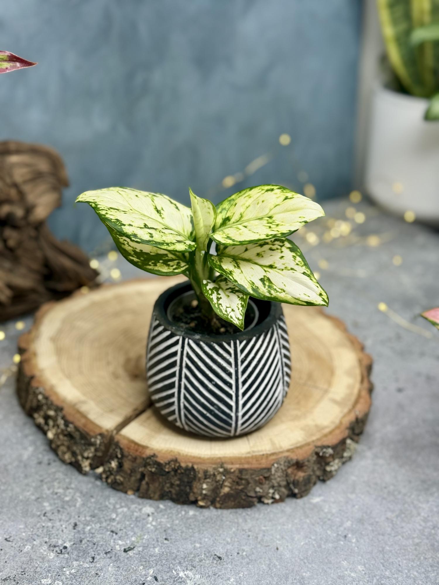 Аглаонема Сноуфлейк 6/11