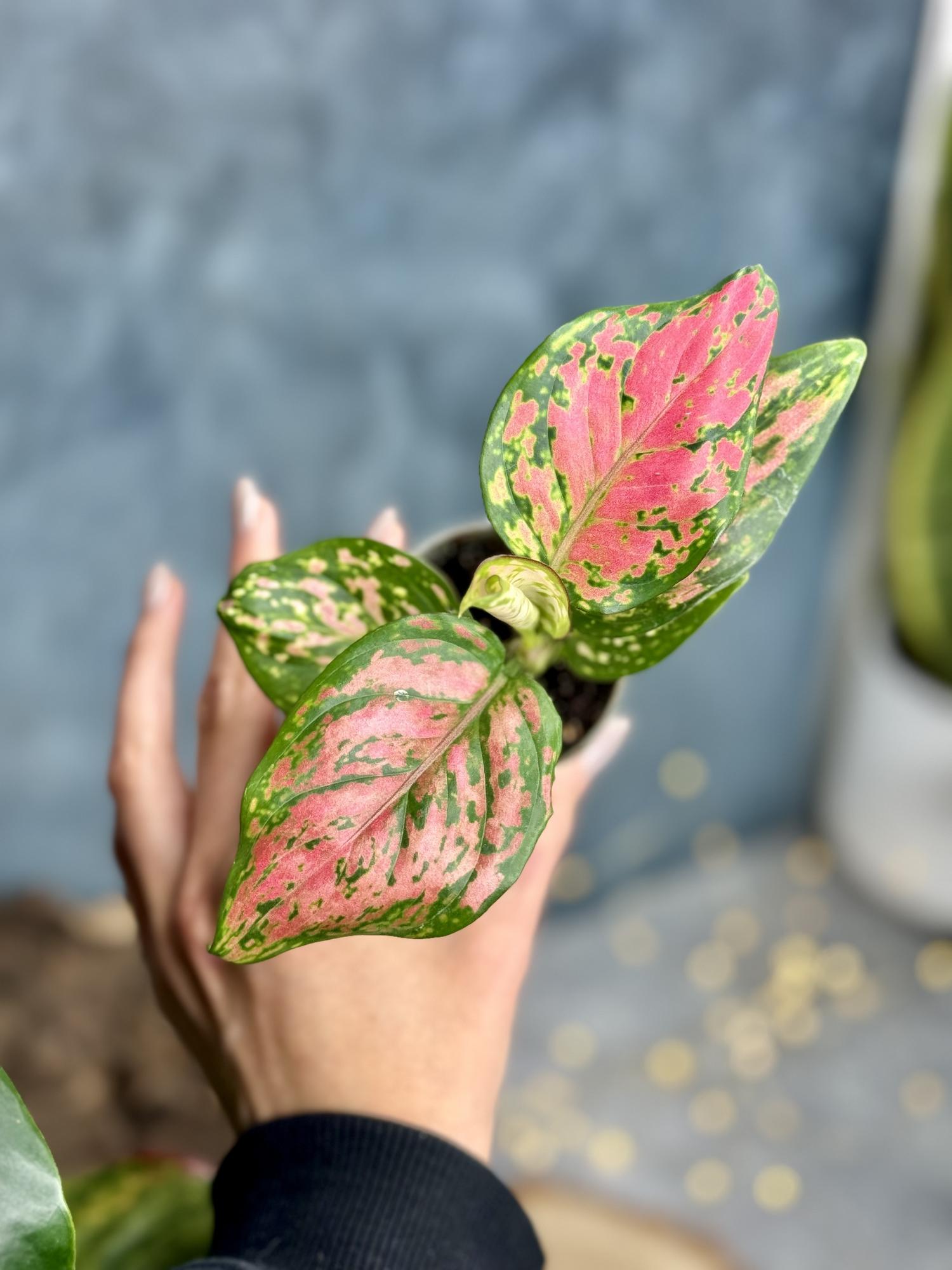 Аглаонема Ред Циркон 6/11