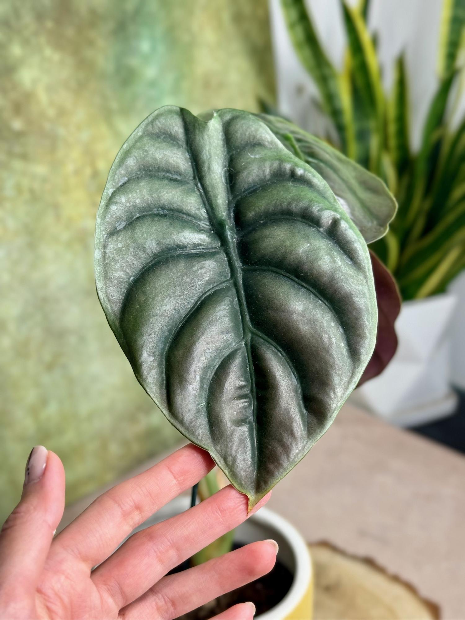 Алоказия Купрея