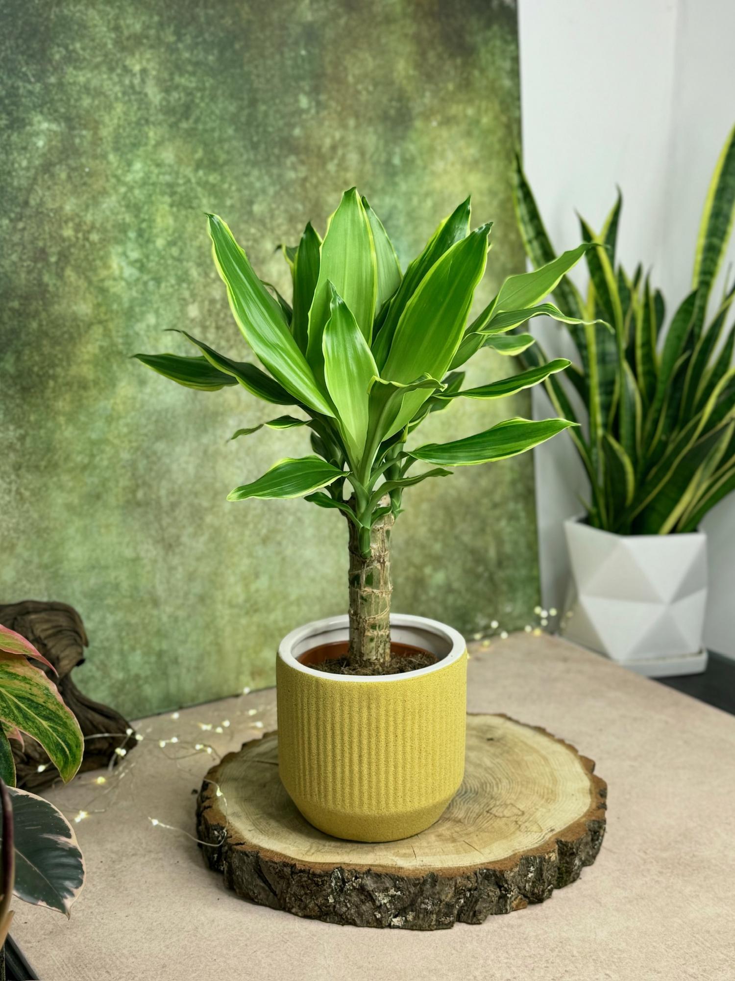 Драцена Фрагранс Голден Кост 11/50