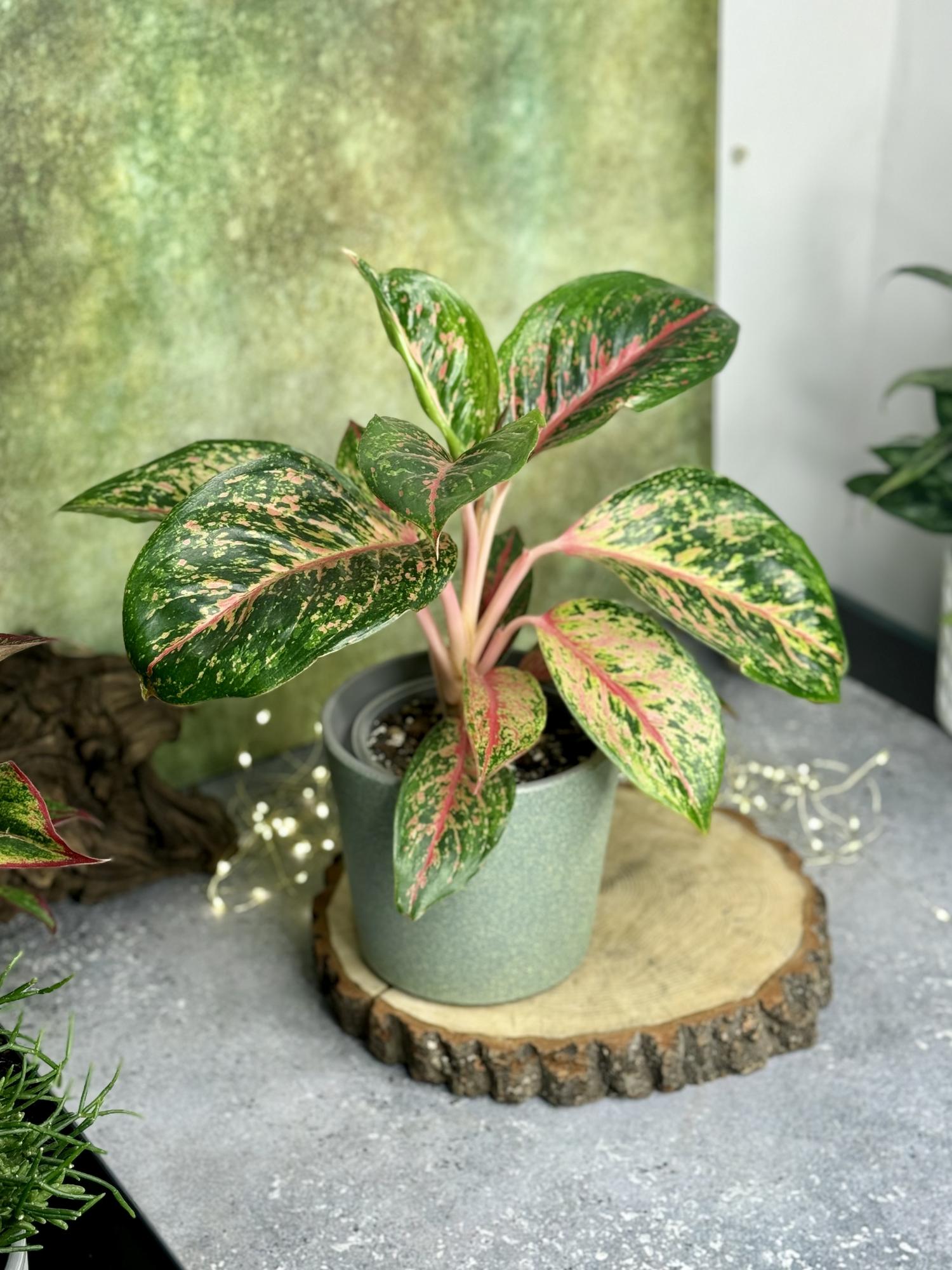 Аглаонема Личи Ред 12/35