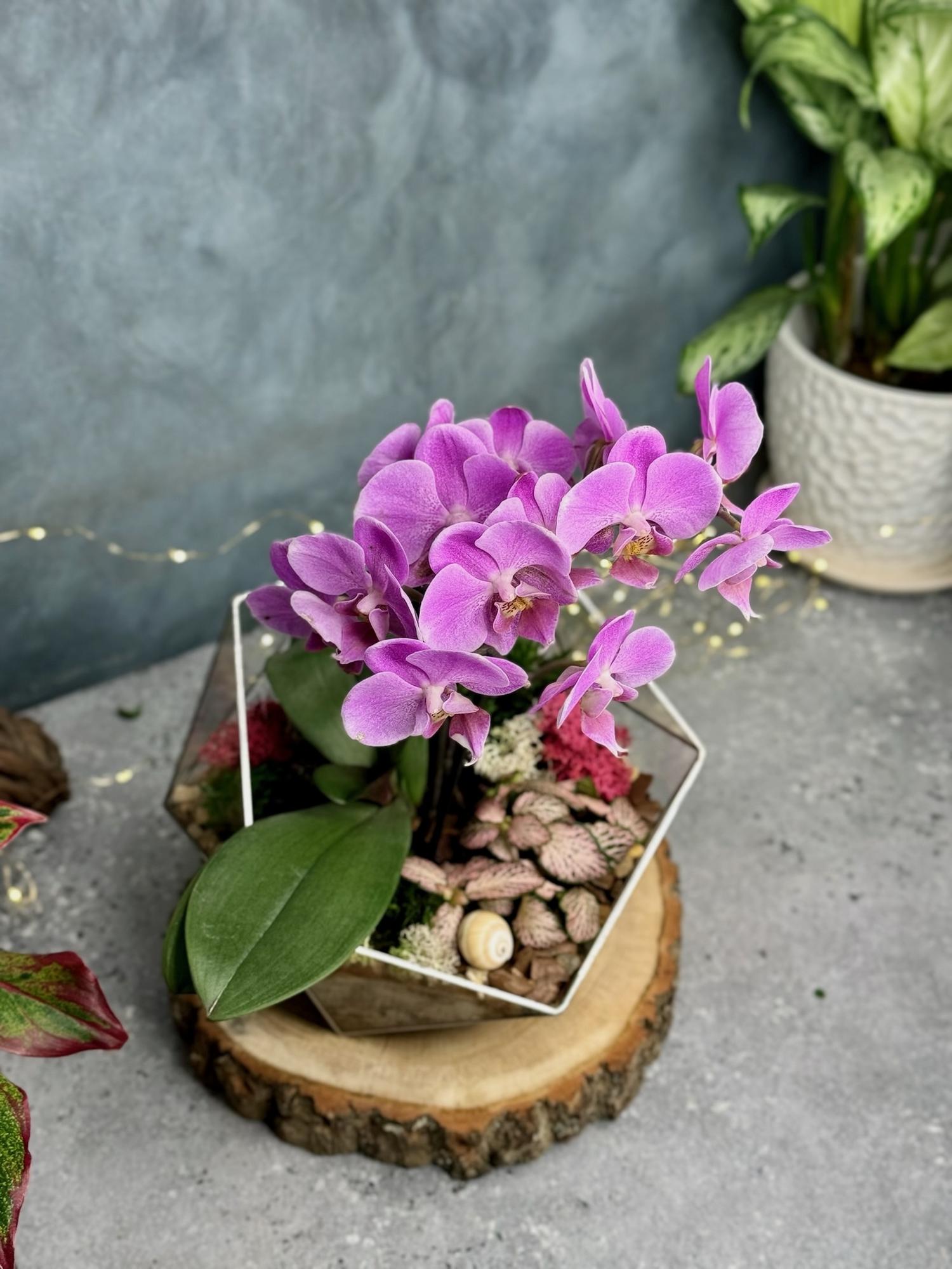 Икосаэдр XL с орхидеей и фиттонией