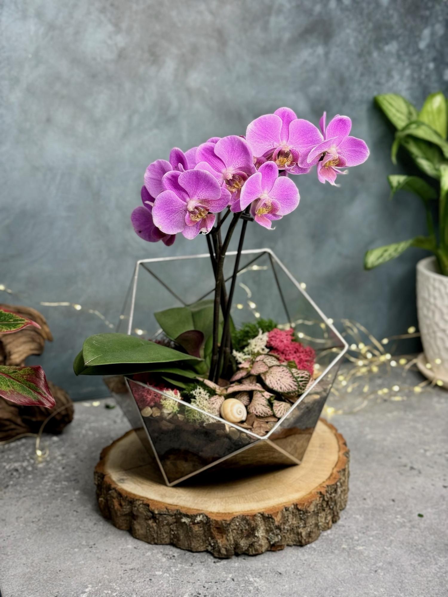 Икосаэдр XL с орхидеей и фиттонией