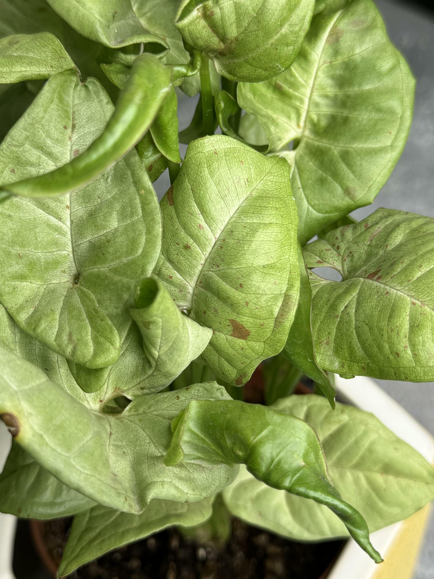 Сингониум Милк Конфетти