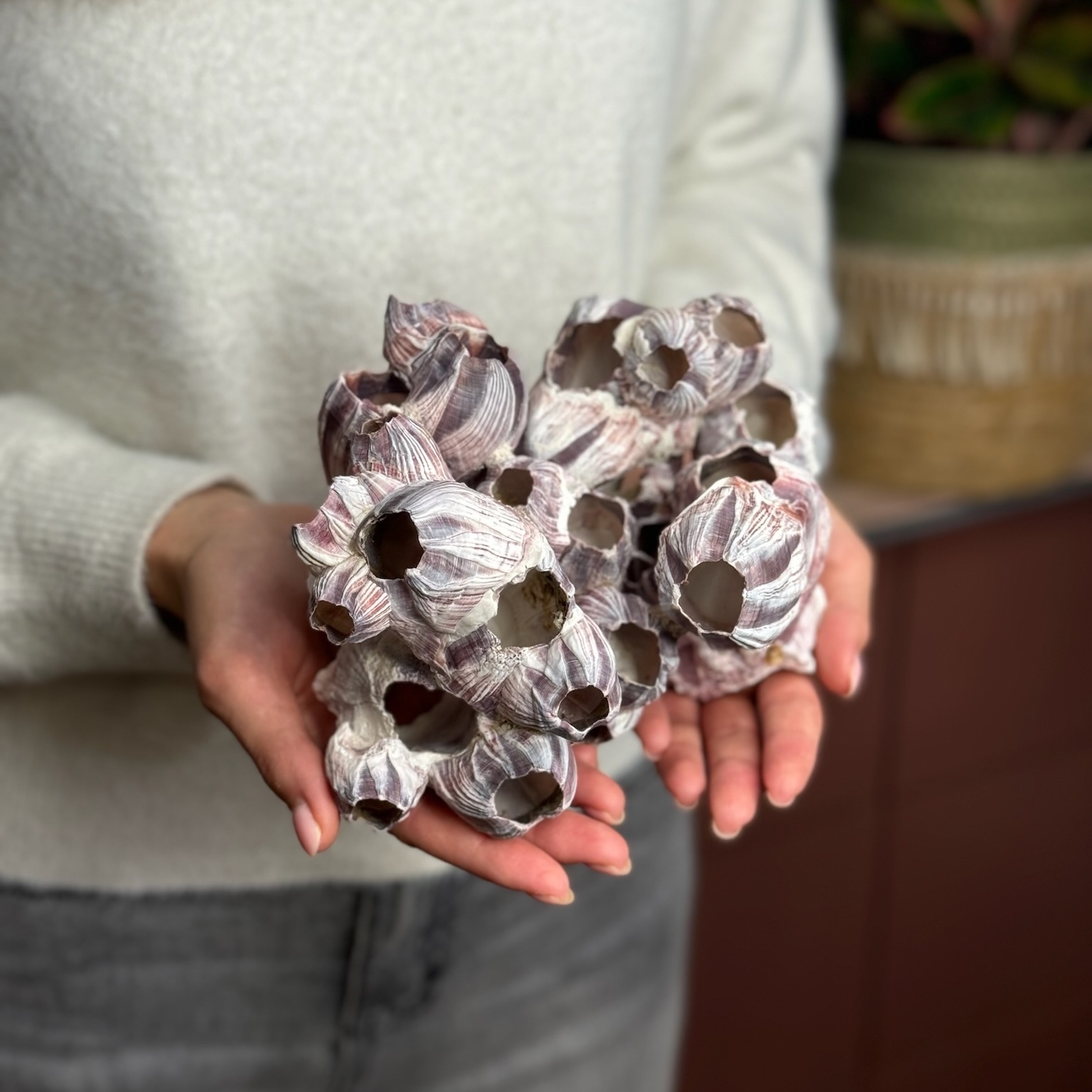 Морской коралл Барнакл S, М, L