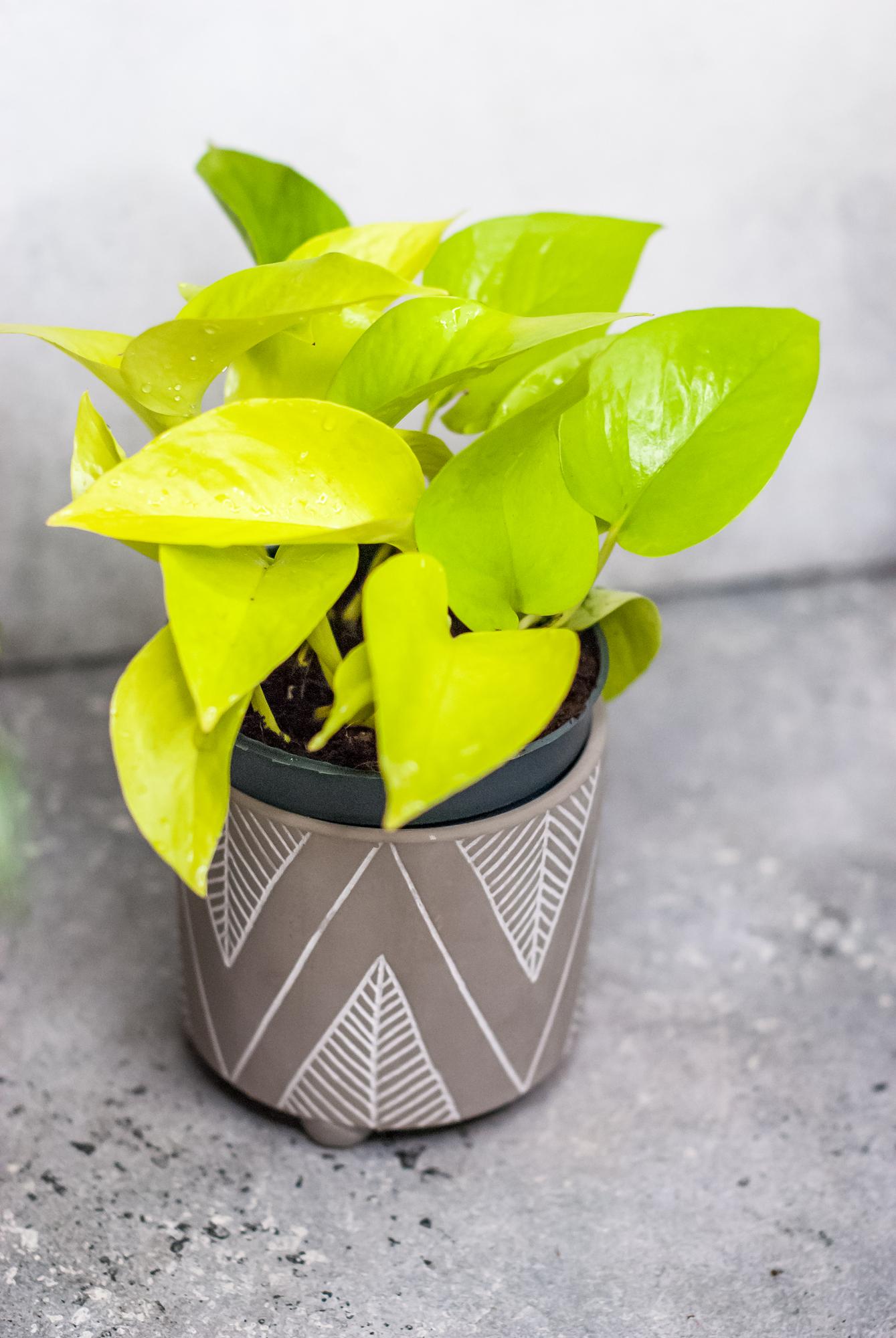 Эпипремнум Голден Потос