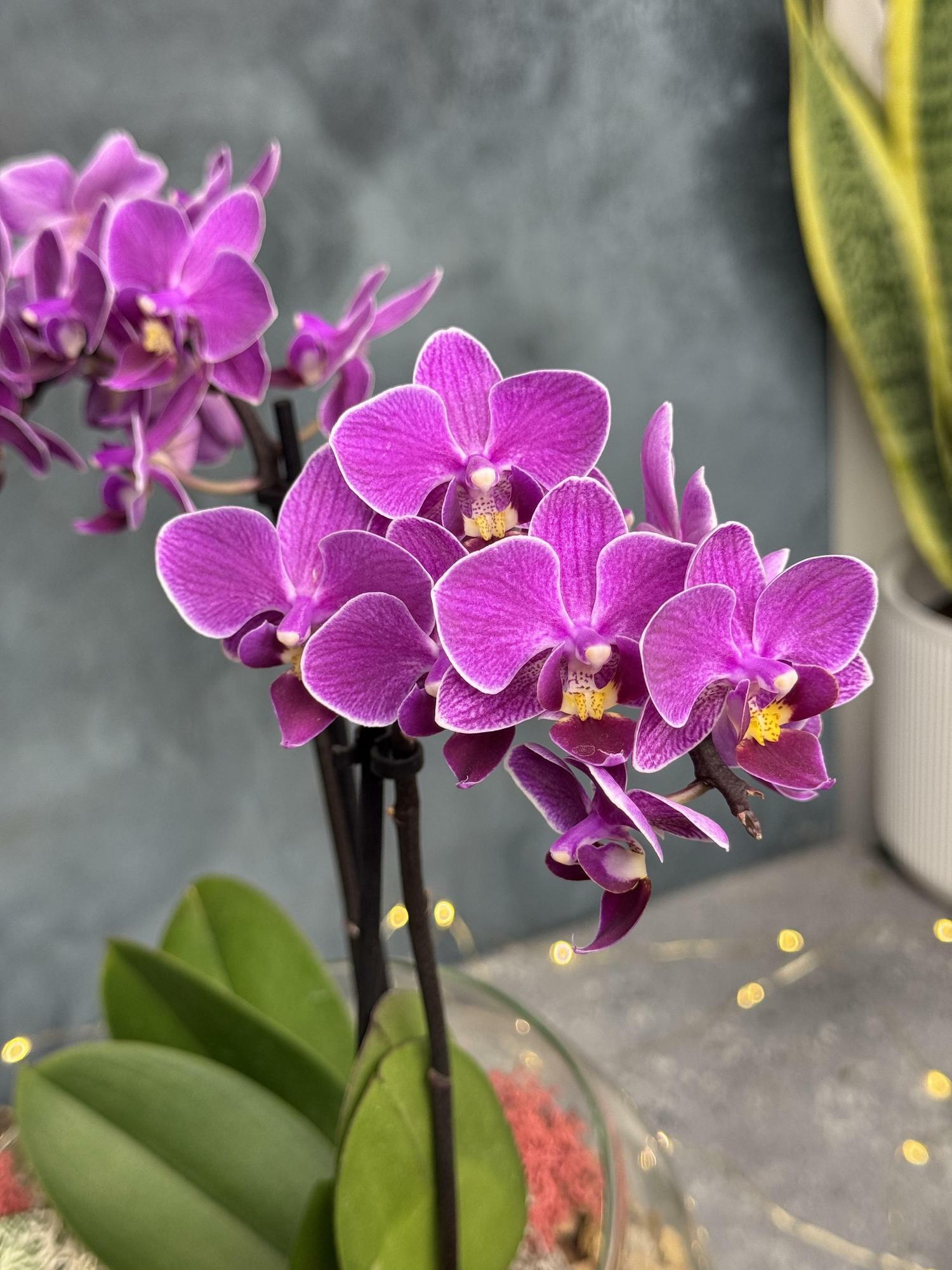 Орхидея Фаленопсис Мультифлора 9/40