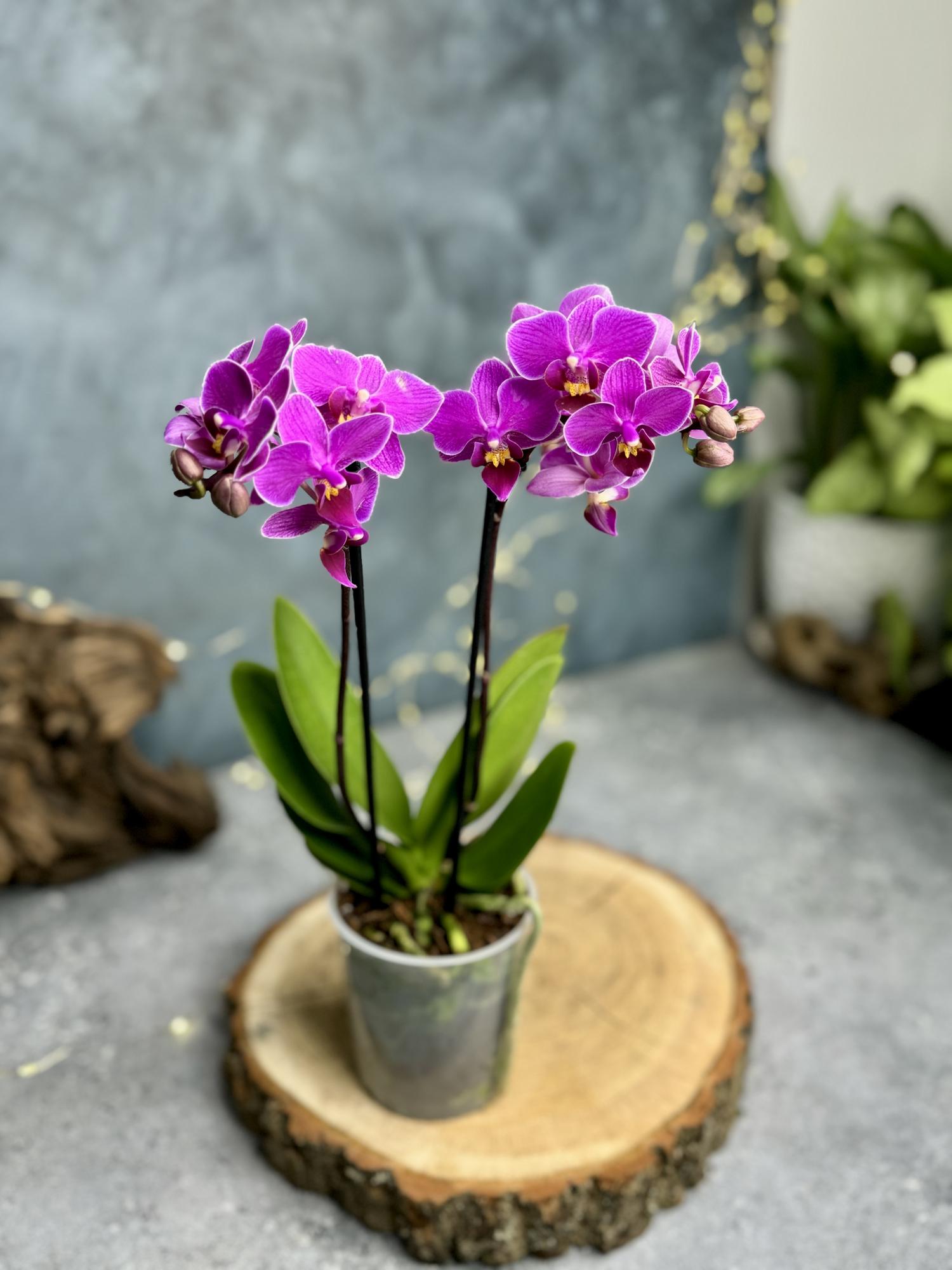 Орхидея Фаленопсис Мультифлора 9/40