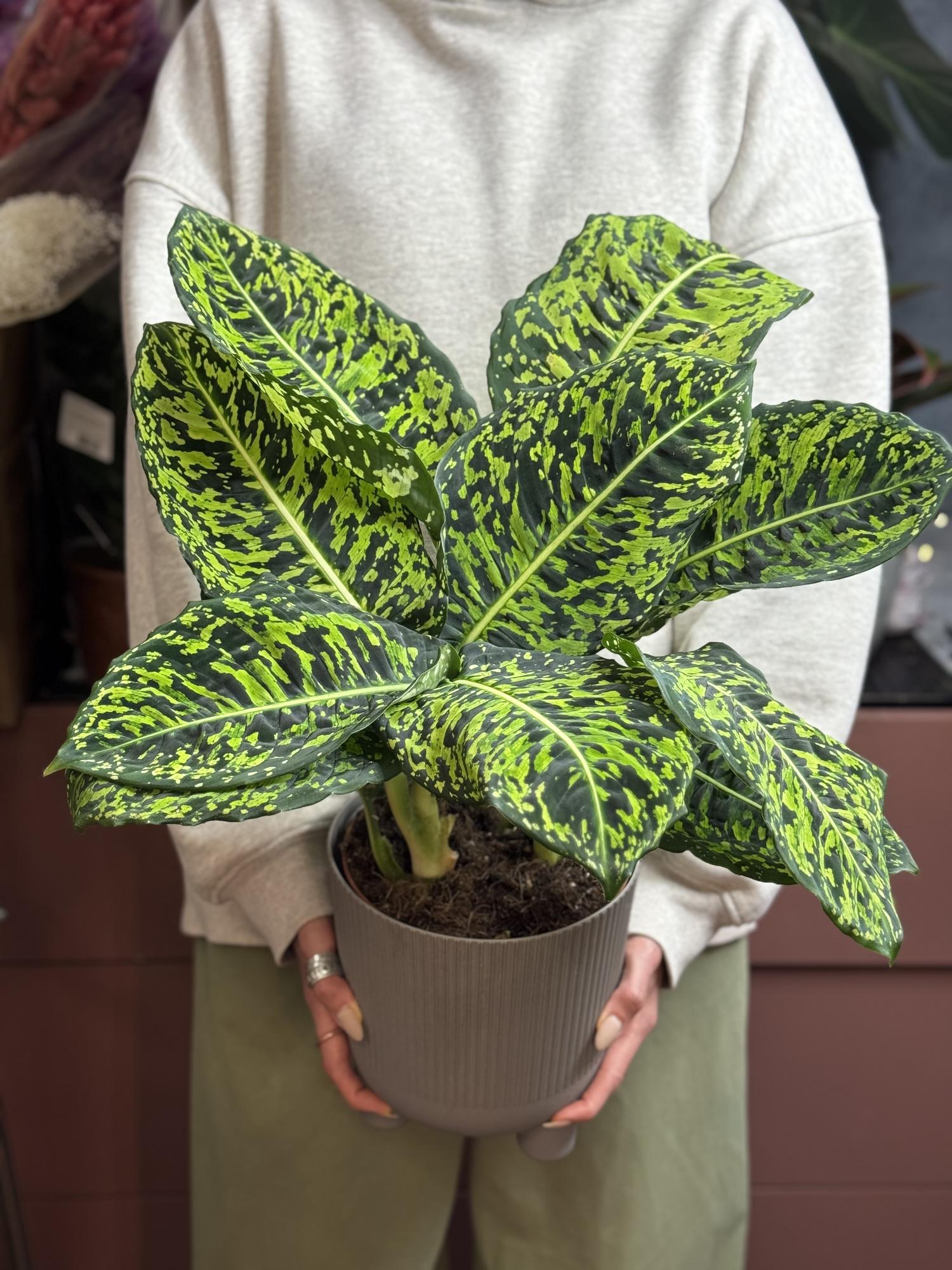 Диффенбахия Рефлектор