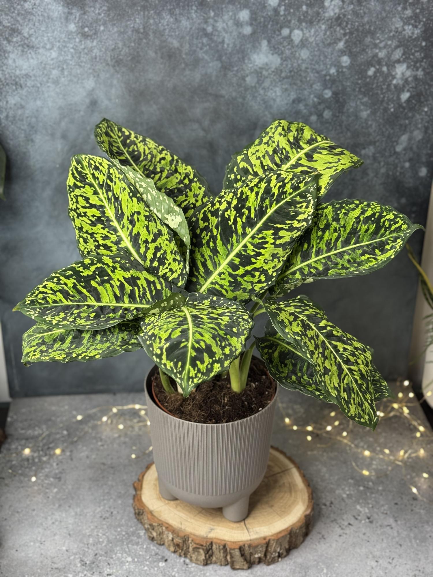 Диффенбахия Рефлектор