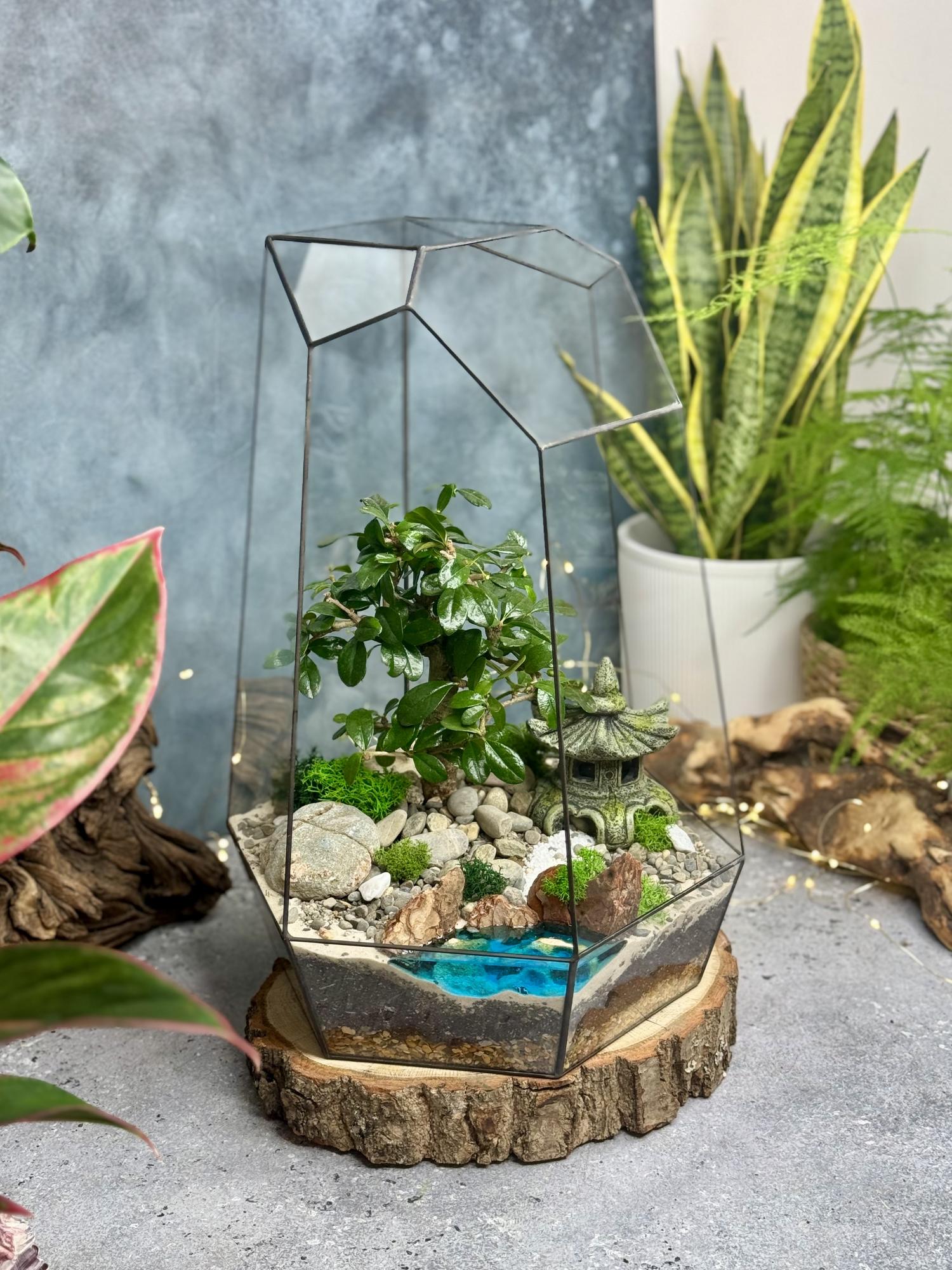 Кассиопея с бонсаем Кармона и водоемом