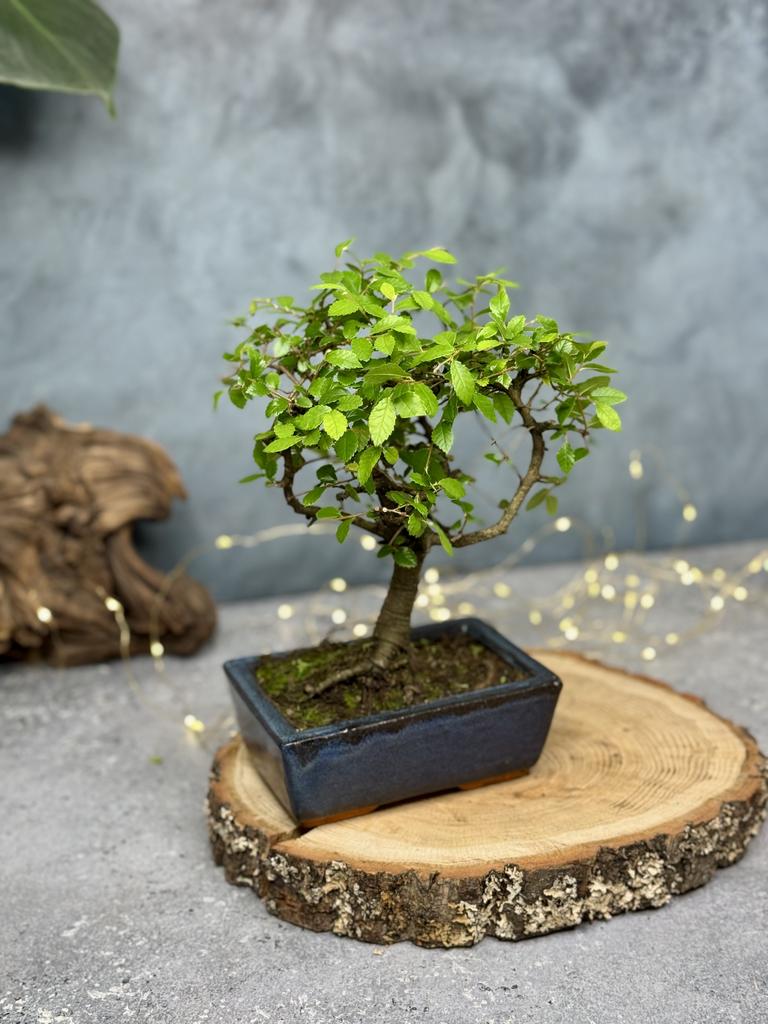 Бонсай Вяз