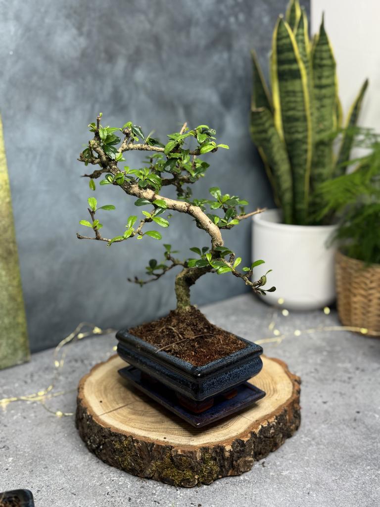 Бонсай Кармона S-type