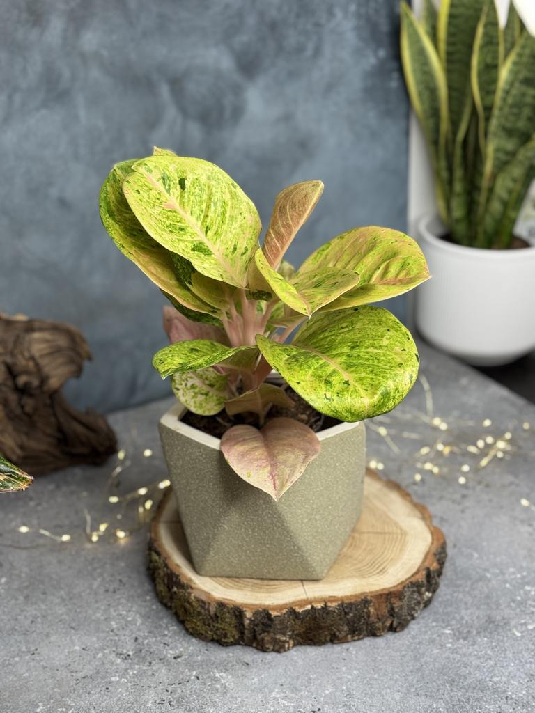 Аглаонема Эппл Фэнтези