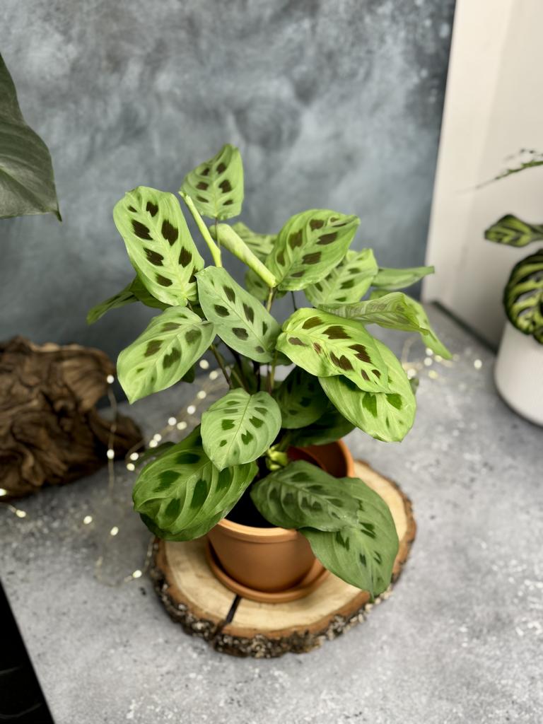 Маранта Кершовиана