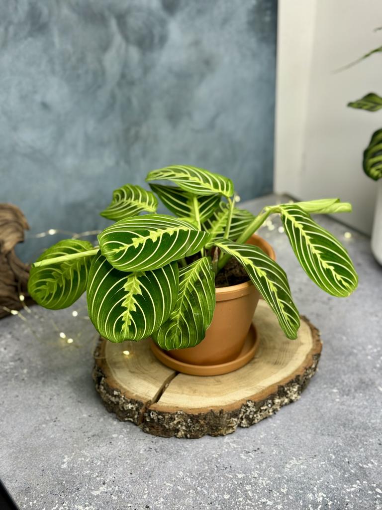 Маранта Лемон Лайм