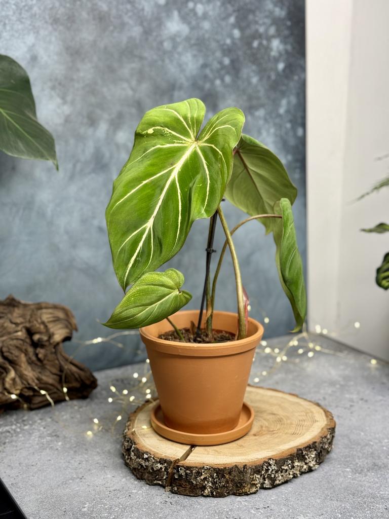 Филодендрон Глориоза