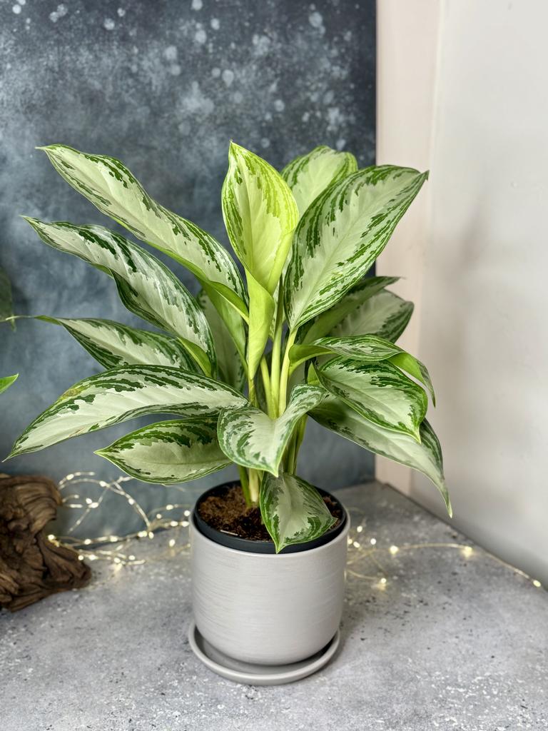 Аглаонема Сильвер Бэй 17/60