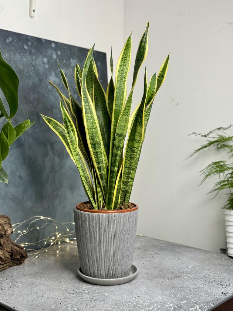 Сансевиерия