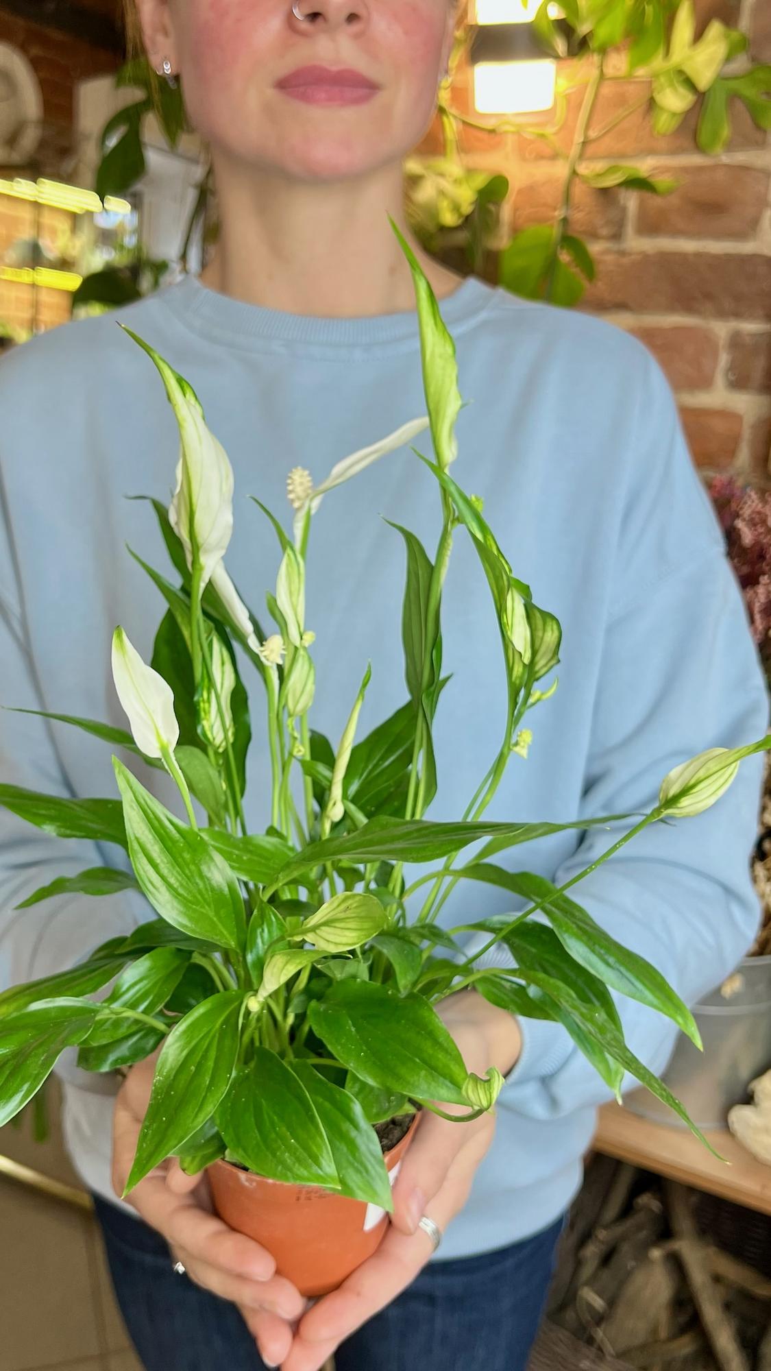 Спатифиллум Шопен 9/30