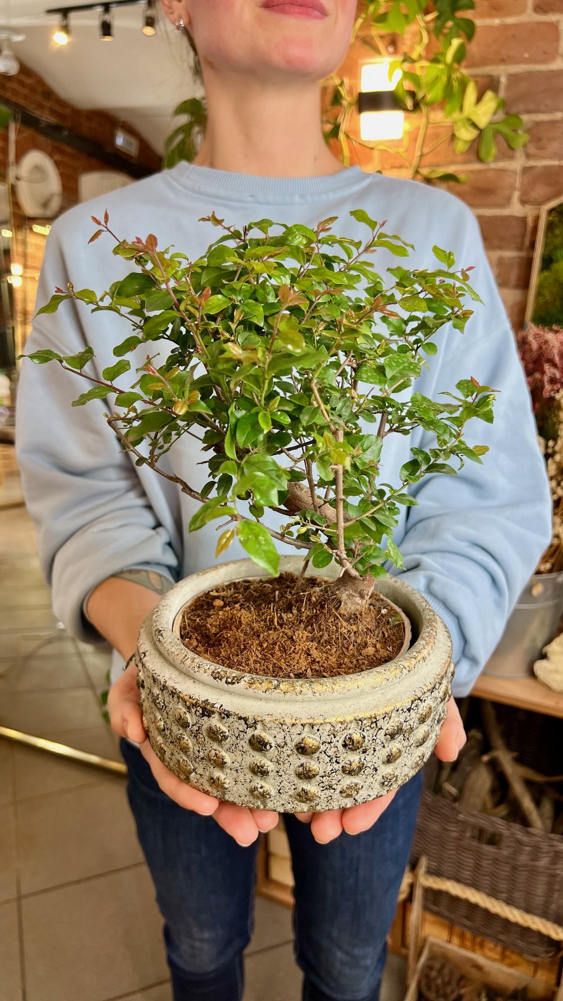 Бонсай Сагереция в керамическом кашпо 18/30