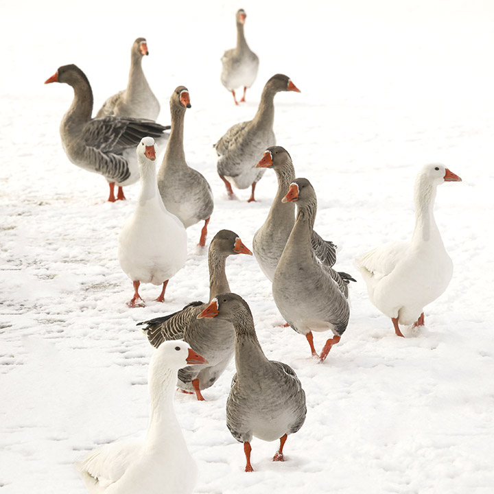 Одеяло из пуха белого сибирского гуся TRAUMINA Novis BODY daune, класс тепла WK3, 200x220cm