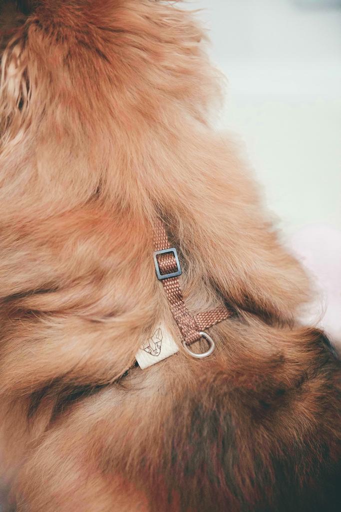 ШЛЕЙКА ДЛЯ ДЕКОРАТИВНЫХ ПОРОД