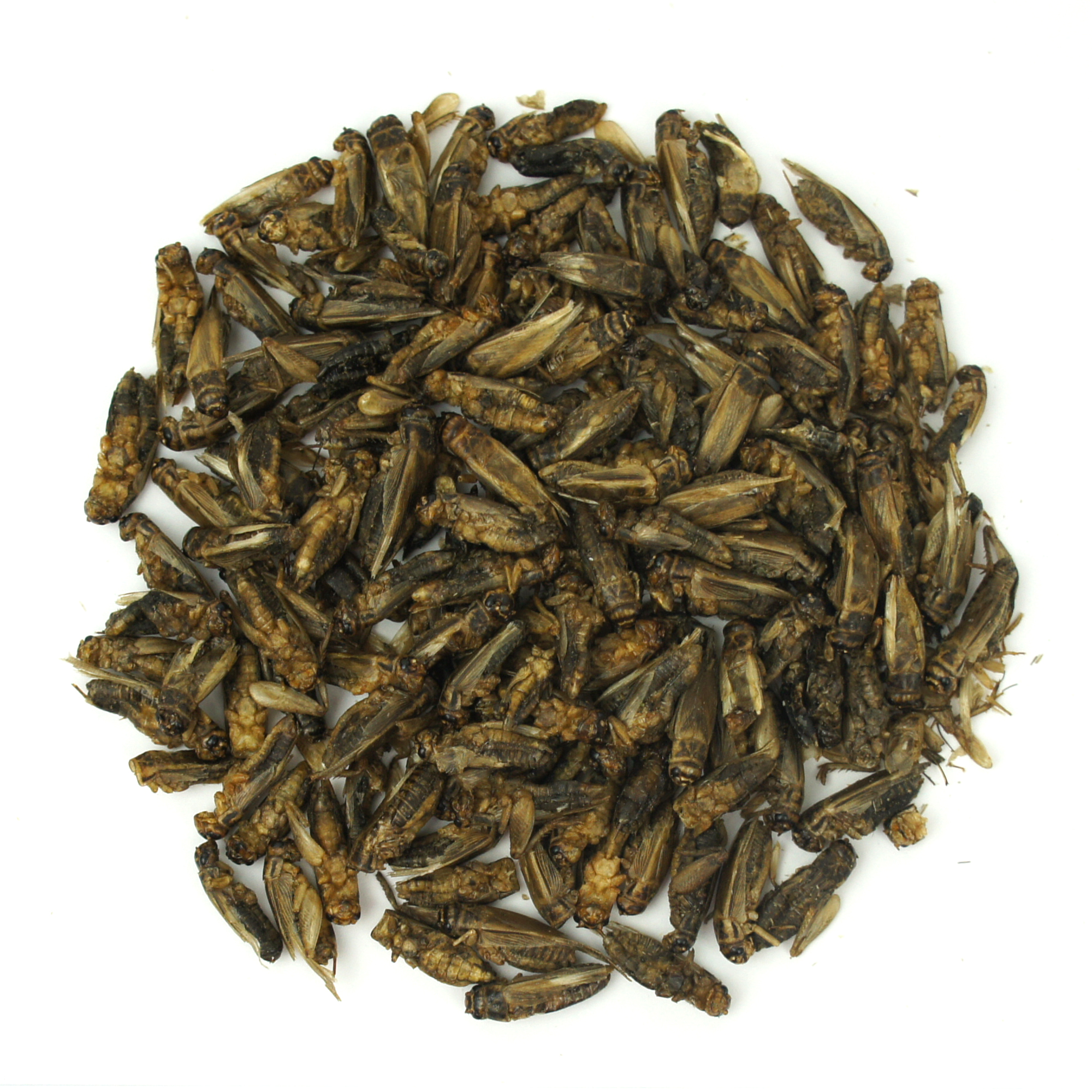 СВЕРЧОК ДОМОВЫЙ СУШЕНЫЙ