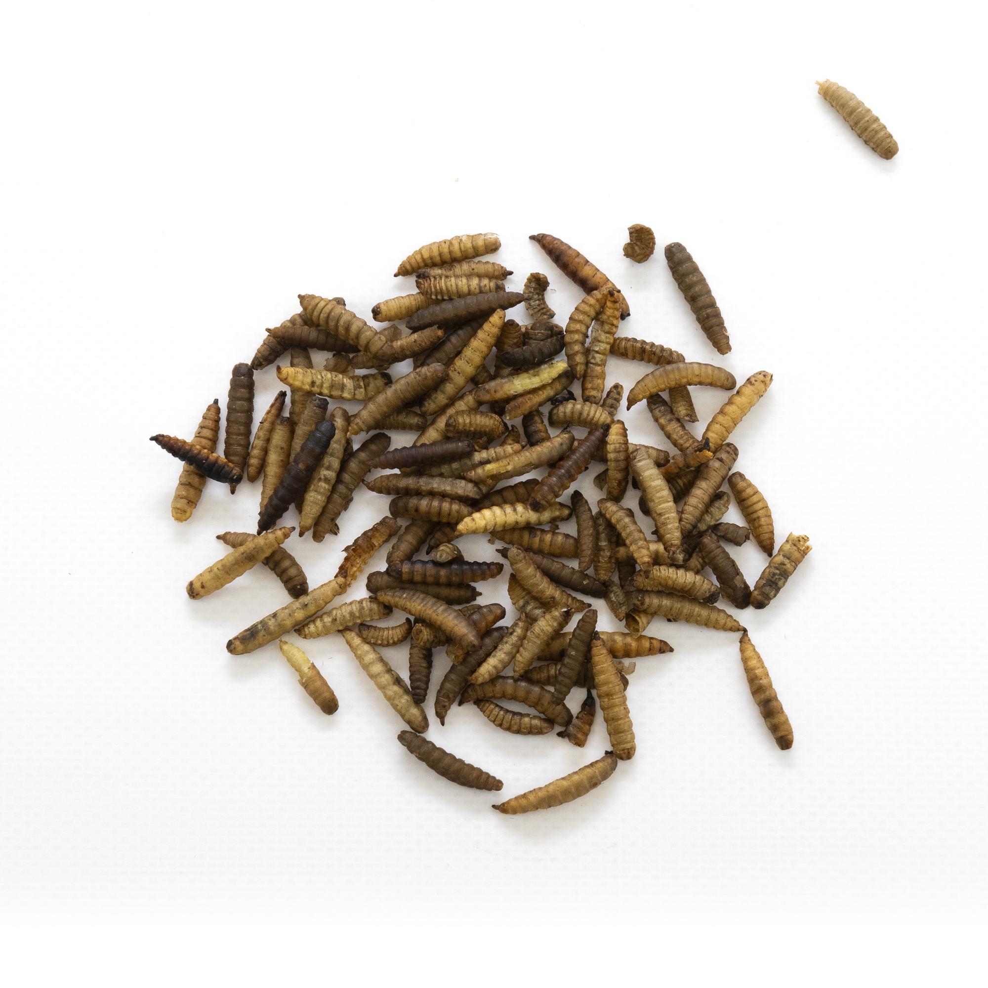 ЧЕРНАЯ ЛЬВИНКА СУШЕНАЯ