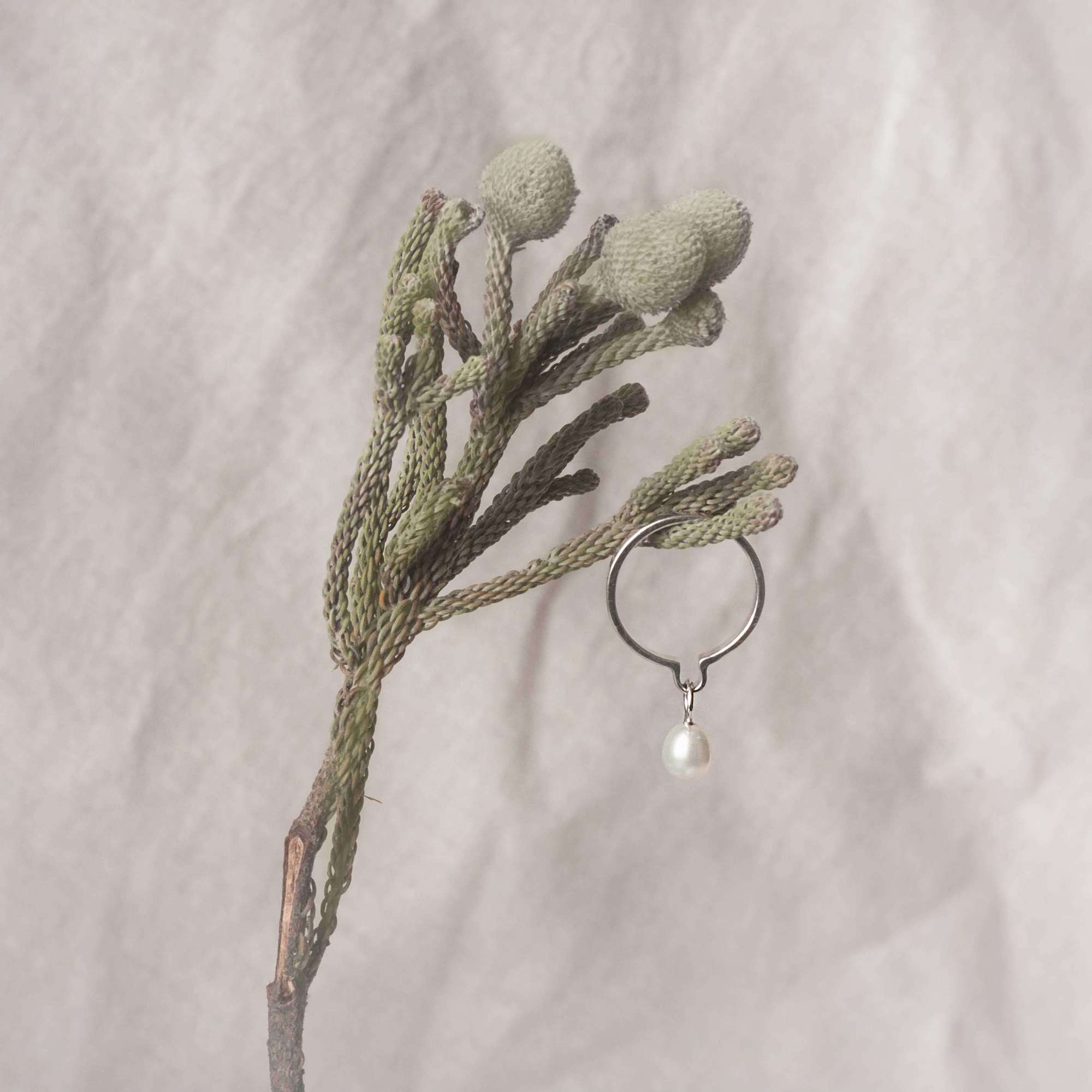 кольцо Коала