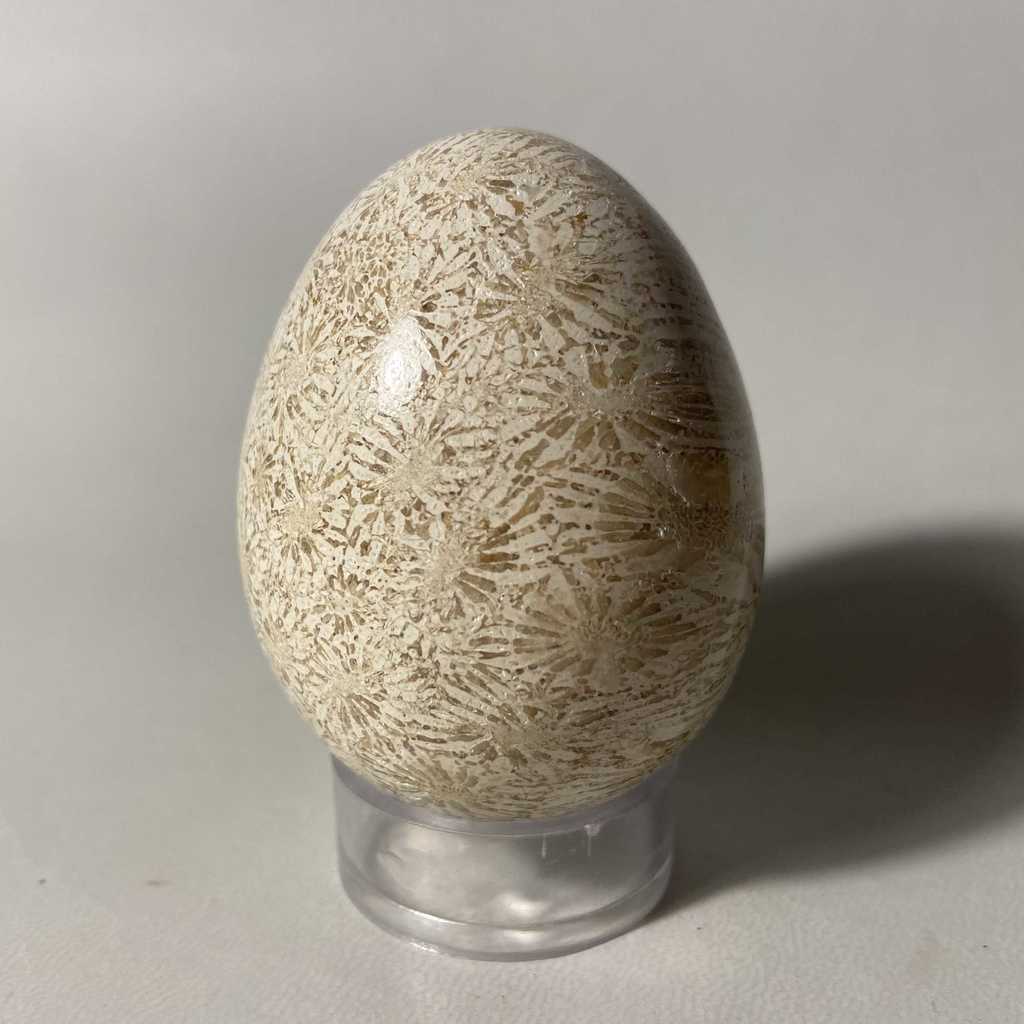 Яйцо (коралл)