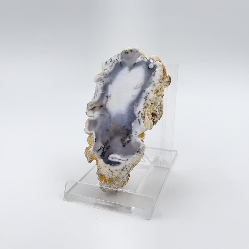 Дендропал пейзажный