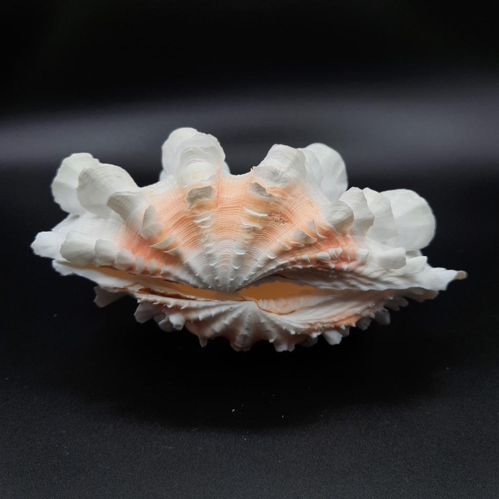 Ракушка Tridacna squamosa