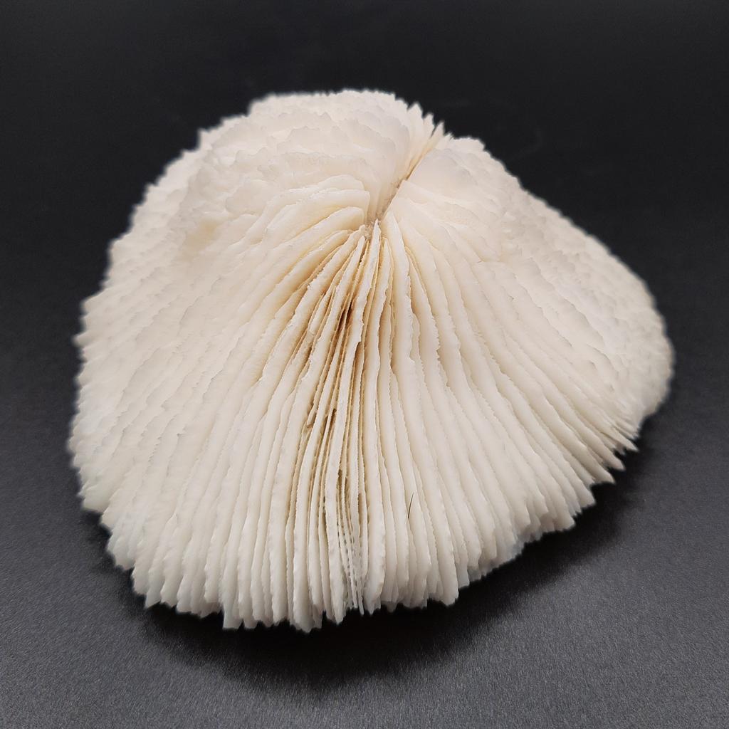 Коралловый гриб, Филиппины