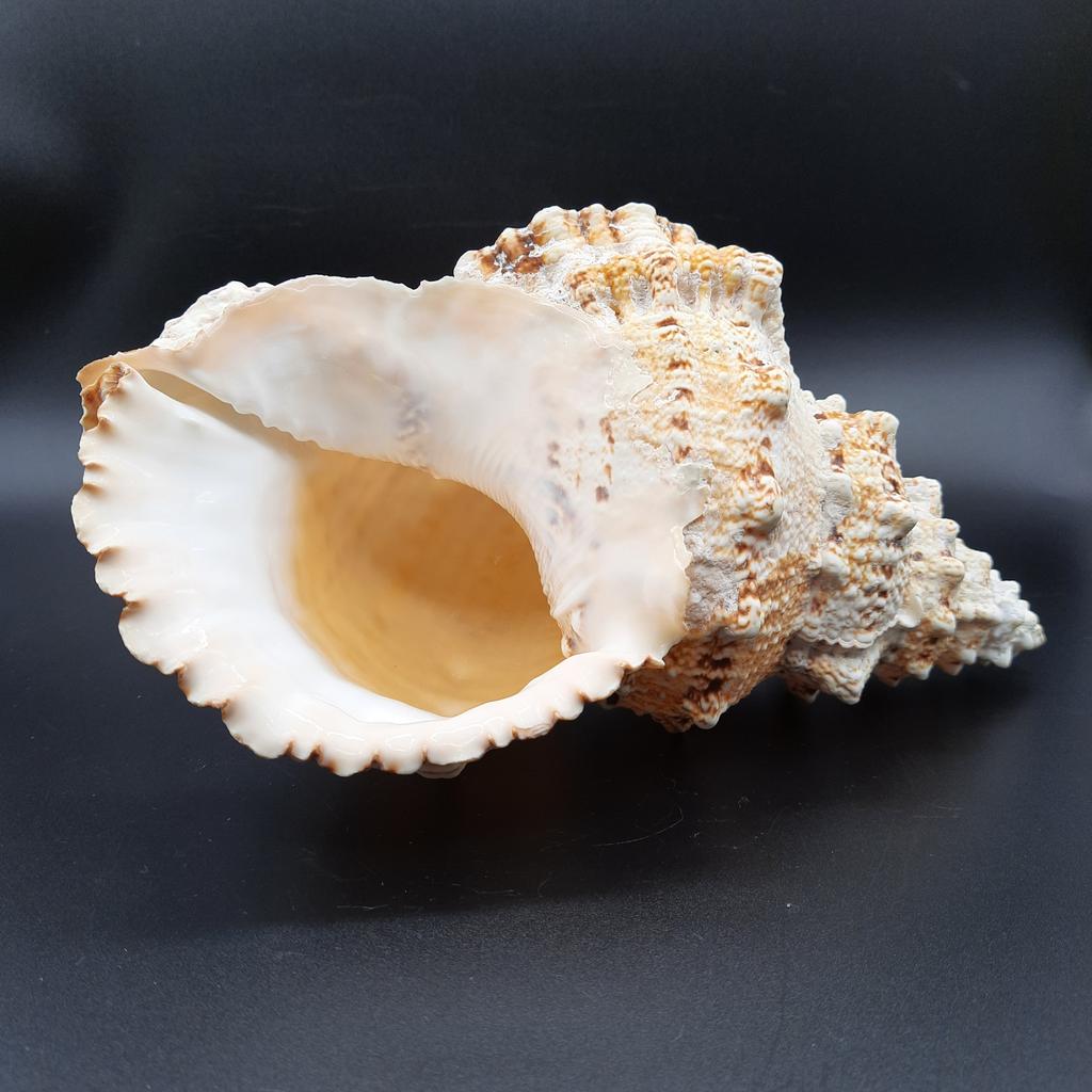 Ракушка Bursa, Филиппины