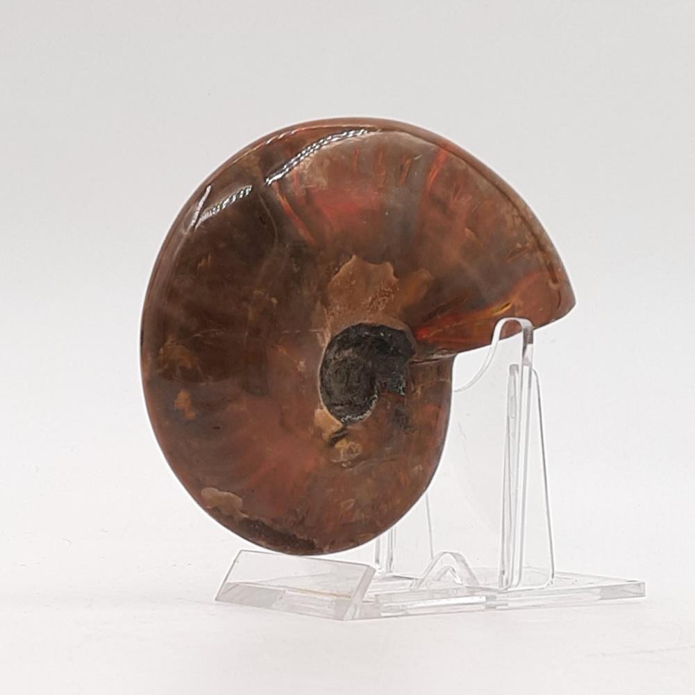 Аммонит с красной опалесценцией