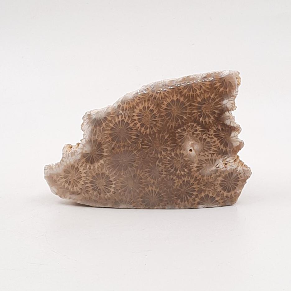 Коралл окаменелый, Индонезия