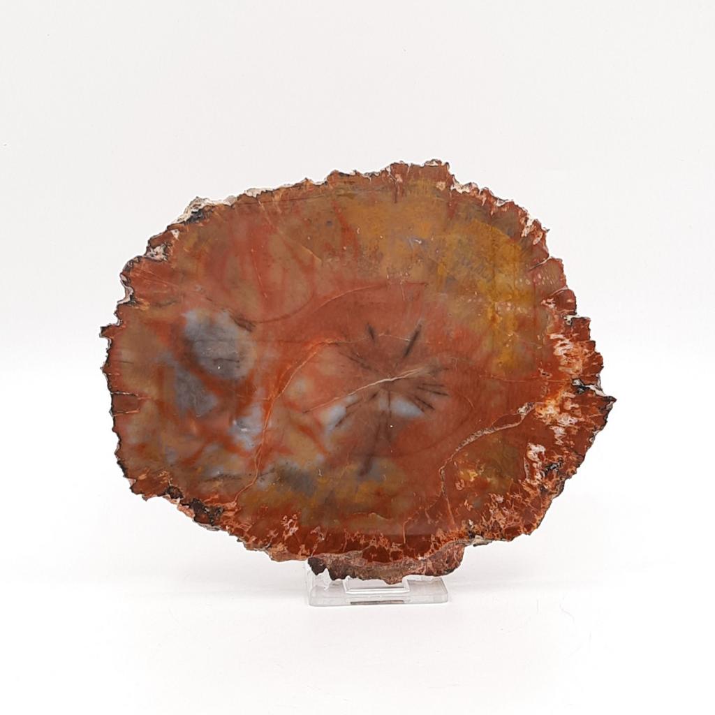 Окаменелое дерево - хвойное дерево, спил, США, Аризона