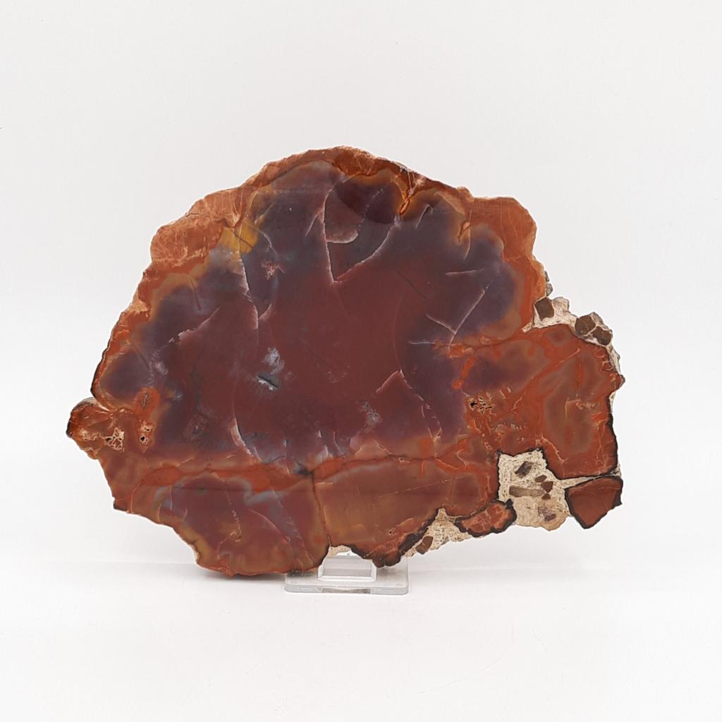 Окаменелое дерево - хвойное дерево, спил, США, Аризона