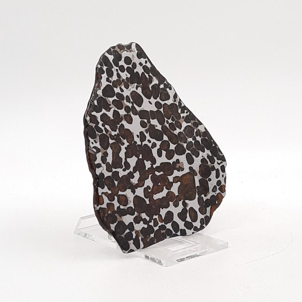 Пластина, метеорит палласит Sericho, Кения