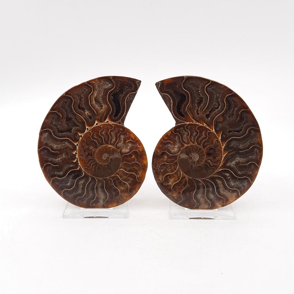 Аммонит (пара), Мадагаскар