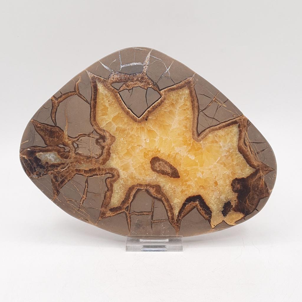 Пластина, септария