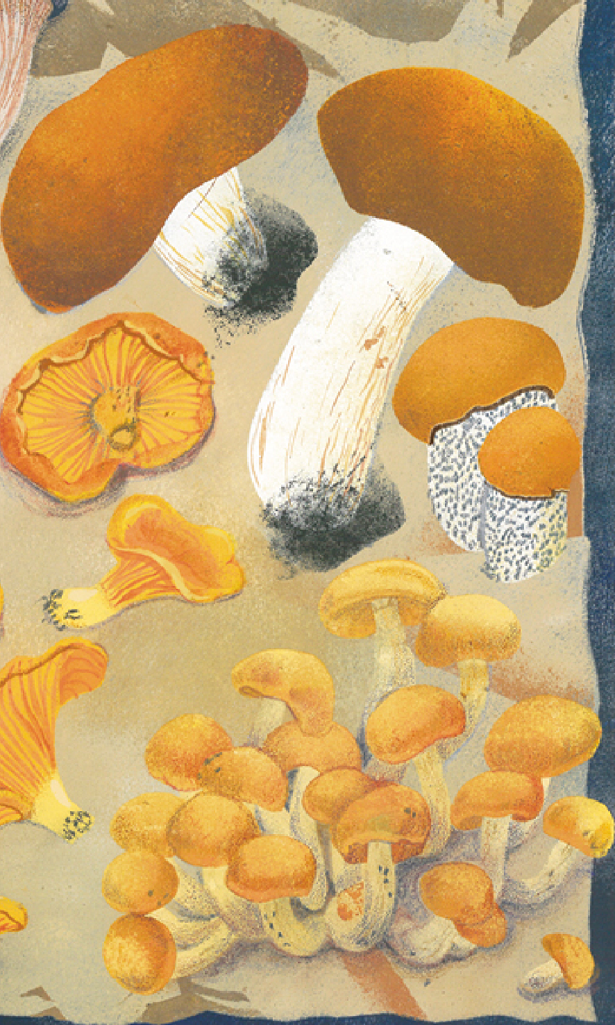 Открытка "Грибная поляна"